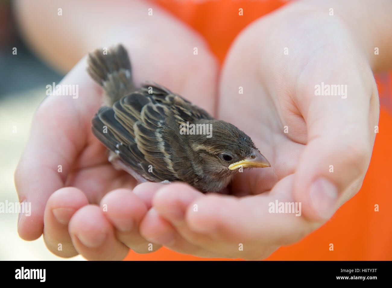 little sparrow in children`s hand Stock Photo